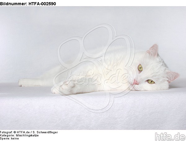 Mischlingskatze / domestic cat / HTFA-002590