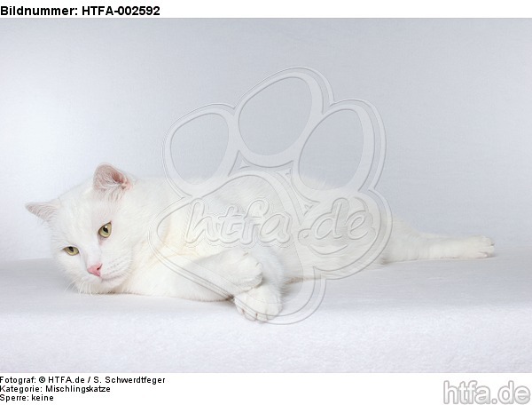 Mischlingskatze / domestic cat / HTFA-002592