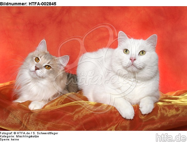 Norwegische Waldkatze und Mischlingskatze / 2 cats / HTFA-002845
