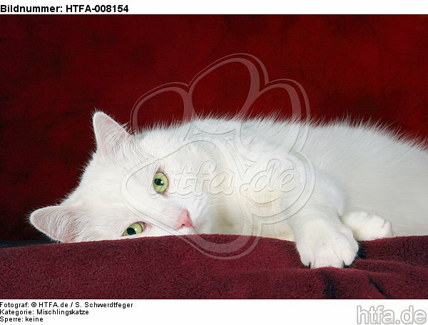 liegender weißer BKH-Mix / lying white domestic cat / HTFA-008154