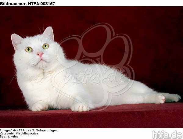 liegender weißer BKH-Mix / lying white domestic cat / HTFA-008157