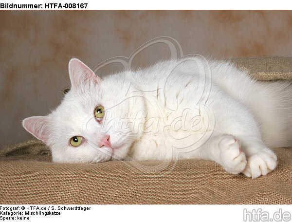 liegender weißer BKH-Mix / lying white domestic cat / HTFA-008167