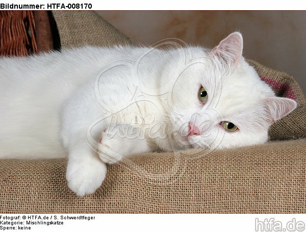 liegender weißer BKH-Mix / lying white domestic cat / HTFA-008170
