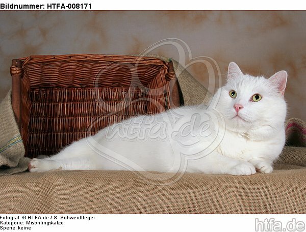 liegender weißer BKH-Mix / lying white domestic cat / HTFA-008171