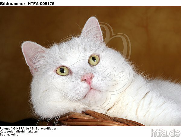weißer BKH-Mix / white domestic cat / HTFA-008175
