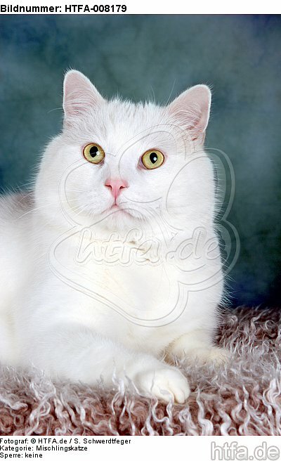 liegender weißer BKH-Mix / lying white domestic cat / HTFA-008179
