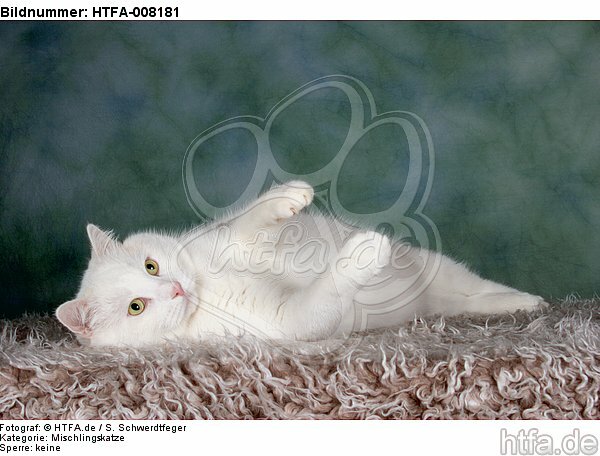 liegender weißer BKH-Mix / lying white domestic cat / HTFA-008181