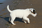 Parson Russell Terrier Welpe / parson russell terrier puppy