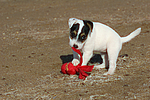 Parson Russell Terrier Welpe / parson russell terrier puppy