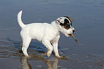 Parson Russell Terrier Welpe / parson russell terrier puppy