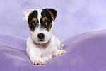 Parson Russell Terrier Welpe / parson russell terrier puppy