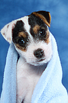 Parson Russell Terrier Welpe / parson russell terrier puppy