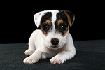 Parson Russell Terrier Welpe / parson russell terrier puppy