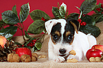 Parson Russell Terrier Welpe zu Weihnachten / PRT puppy at christmas