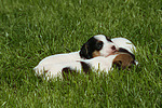 Parson Russell Terrier Welpen / parson russell terrier puppies