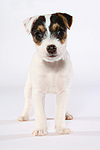 Parson Russell Terrier Welpe / parson russell terrier puppy