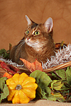 Abessinier / abyssinian cat