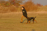 Dobermann / doberman pinscher