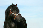 Rheinisch Deutscher Kaltblut Hengst / coldblood stallion