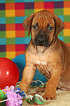 Rhodesian Ridgeback Welpe / rhodesian ridgeback puppy