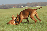 Rhodesian Ridgebacks