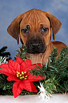 Rhodesian Ridgeback Welpe / rhodesian ridgeback puppy