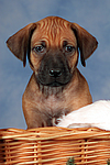 Rhodesian Ridgeback Welpe / rhodesian ridgeback puppy