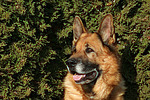 Deutscher Schäferhund Portrait / German Shepherd Portrait