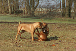 Rhodesian Ridgebacks