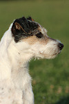 Parson Russell Terrier