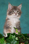 Maine Coon Kätzchen / maine coon kitten