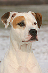 American Staffordshire Terrier Portrait