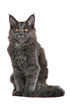 junge Maine Coon / young maine coon