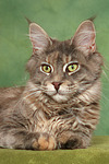 Maine Coon