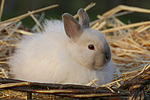 Angorakaninchen / bunny