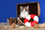 Maine Coon Kätzchen / maine coon kitten