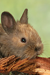 Zwergkaninchen / dwarf rabbit