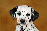 Dalmatiner Welpe / dalmatian puppy