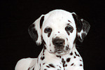 Dalmatiner Welpe / dalmatian puppy