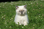 Britisch Kurzhaar Kätzchen / british shorthair kitten