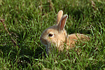 Zwergkaninchen / dwarf rabbit