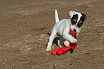 Parson Russell Terrier Welpe / parson russell terrier puppy