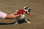 Parson Russell Terrier Welpe / parson russell terrier puppy