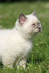 Britisch Kurzhaar Kätzchen / british shorthair kitten