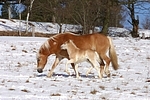 Haflinger / haflinger horse