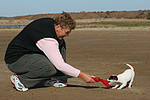 Parson Russell Terrier Welpe / parson russell terrier puppy