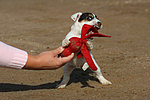 Parson Russell Terrier Welpe / parson russell terrier puppy