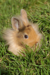 junges Löwenköpfchen / young lion-headed rabbit