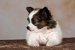 liegender Papillon Welpe / lying papillon puppy