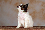 sitzender Papillon Welpe / sitting papillon puppy